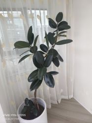 -HEYAN荷妍专业脱毛连锁机构