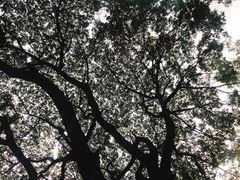 -Cheevit Cheeva(Sirimangkalajarn)