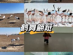 -盐城丹顶鹤湿地生态旅游区