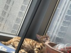 -喵zoo家庭繁育猫舍(尖东智能花园店)