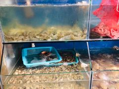 水产区-云南巷海鲜大咖·可加工海鲜