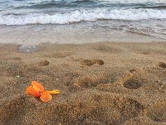 -玫瑰海岸文化旅游度假区