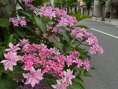 -京都御所
