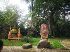 -瑞丽独树成林风景区