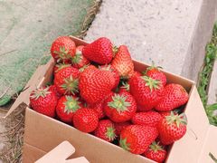 -小鱼草莓采摘园农家乐·小鱼餐厅