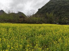 -靖西鹅泉风景区