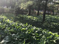 -黑龙江省森林植物园