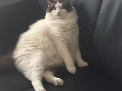 -Bastet sally猫舍购宠(静安店)