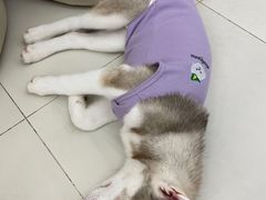 -怪兽屋·羊驼·猫咖·狗咖(俊华广场店)