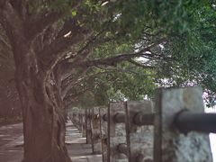 -大湾区中央湿地公园