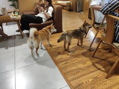 -柴务处·柴犬主题狗咖