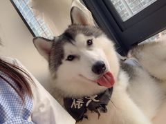 -Husky Go! 哈士奇体验馆·宠物咖啡厅狗咖