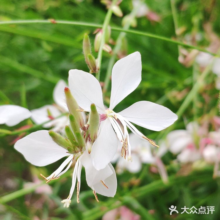 山桃草（玉蝶花，千鸟花）