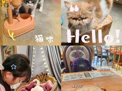 -more than meow吴止猫主题餐厅(承德 中船汇店)
