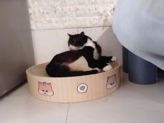 -平行世界·猫咖(首经贸店)