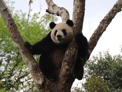 -成都大熊猫繁育研究基地
