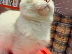 -三花喵·撸猫购宠·宠物生活馆(虹桥南丰城店)
