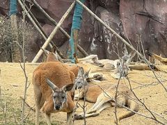 -武汉动物园