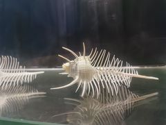-广东惠东海龟国家级自然保护区