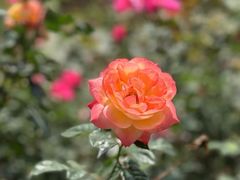 -人民公园(罗湖区)