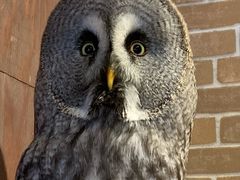 -大国药妆(NEW心斎橋店)