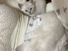 -纳吉亚猫专科动物医院·北北分院