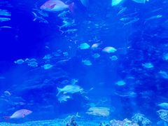 -太平洋海底世界