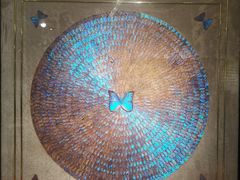 -上海昆虫博物馆