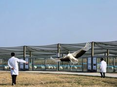 -盐城丹顶鹤湿地生态旅游区