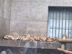 -西安秦岭野生动物园