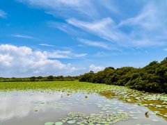 -大湾区中央湿地公园