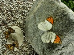 -青藏高原自然博物馆