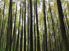 -山王坪喀斯特国家生态公园