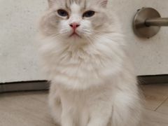 -瞄一喵猫咖(格力海岸店)