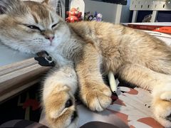 -翊宠yipet猫狗购宠庄园犬舍•猫舍