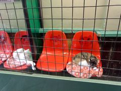 -猫咪博物馆(顶澳仔猫街店)