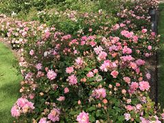 -墨尔本皇家植物园