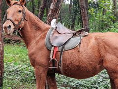 -铁山坪森林公园