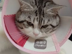 -A猫a狗全科·犬猫异宠·芥西宠物医院(南开总院)