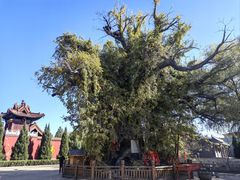 -大槐树寻根祭祖园