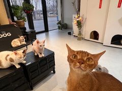 -琪喵猫屋·撸猫猫咖·猫舍
