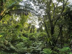 -武吉知马自然保护区