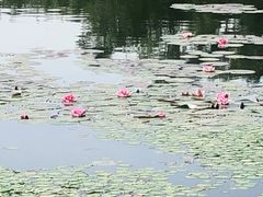 -长春市南湖公园