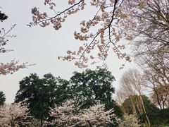 -武汉大学-樱园