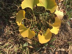 -中家鑫园温泉酒店鑫悦汤泉