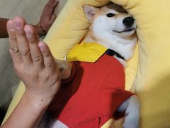 -逗柴咖啡屋·狗咖猫咖宠物桌游