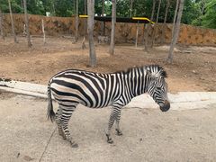 -清迈夜间动物园