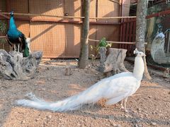 -西双版纳总佛寺