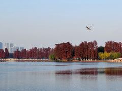 -东湖落雁景区