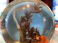 -上海海洋水族馆